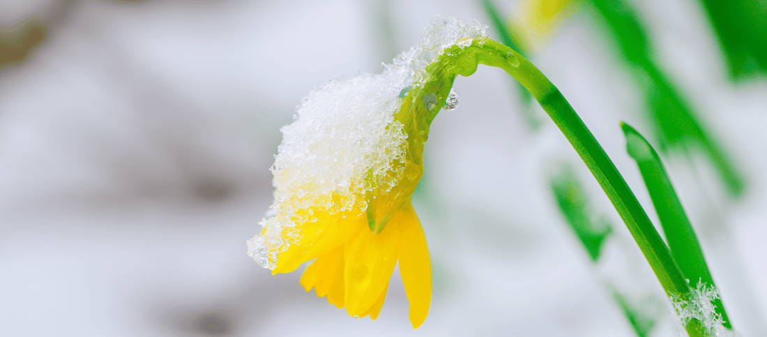 How to Style Your Home with the Language of Flowers This Spring